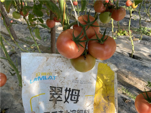 水溶肥，拉姆拉 