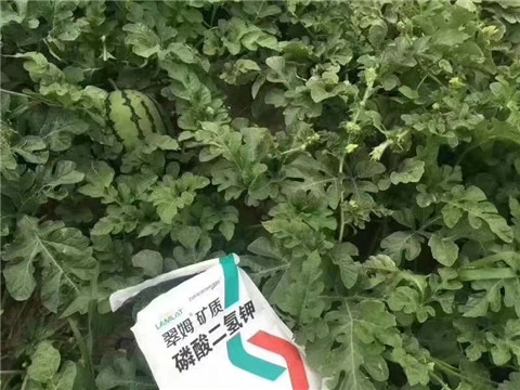 磷酸二氫鉀，硼肥，沖施肥