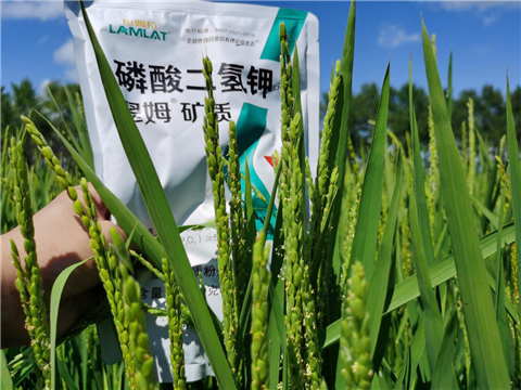 水溶肥，磷酸二氫鉀