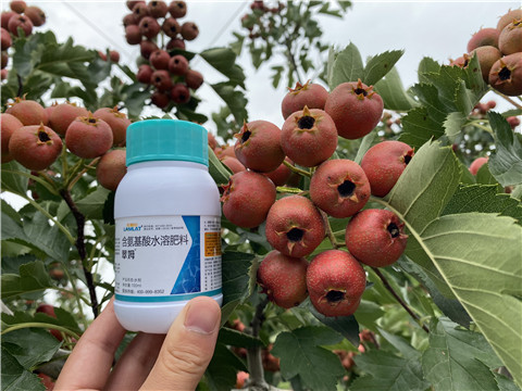 葉面肥，拉姆拉，翠姆