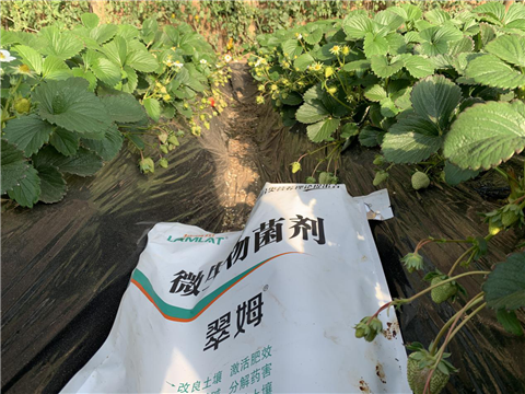 水溶肥，拉姆拉，翠姆