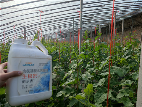 水溶肥，拉姆拉，翠姆