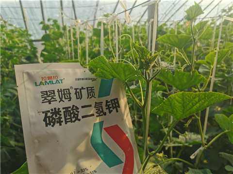 水溶肥，拉姆拉，翠姆