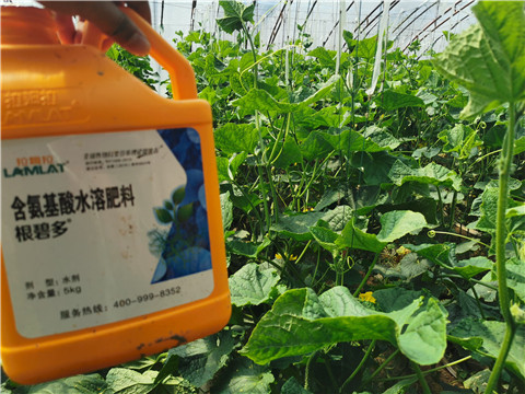 水溶肥，拉姆拉，翠姆