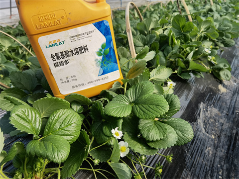 水溶肥,翠姆,草莓種植 水溶肥,翠姆,草莓種植