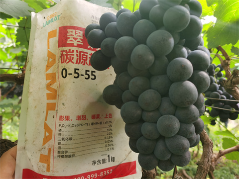 水溶肥批發(fā),翠姆,葡萄種植 水溶肥批發(fā),翠姆,葡萄種植